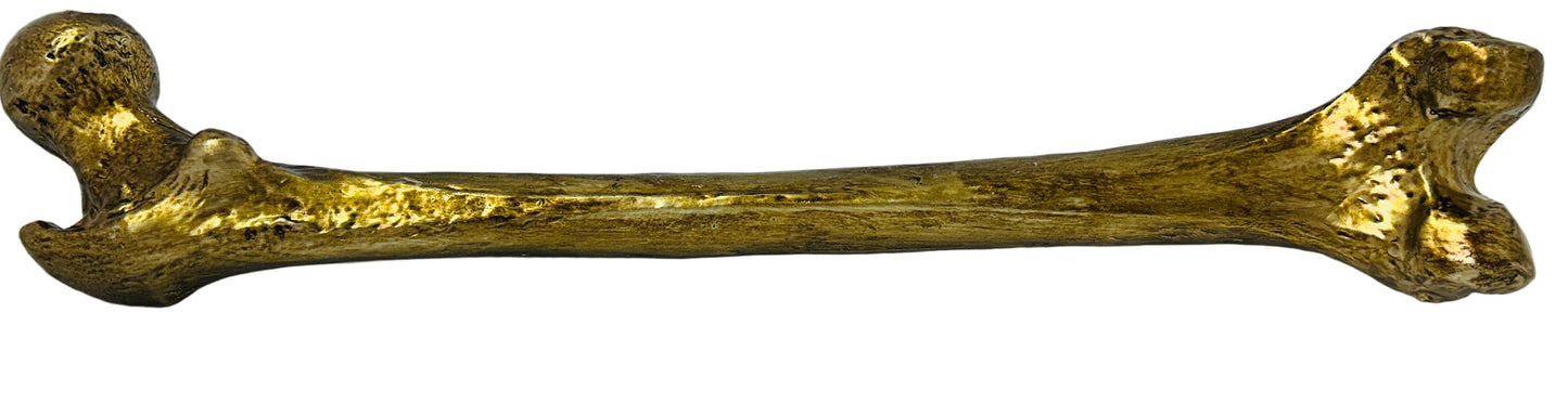 Golden Thigh Bone