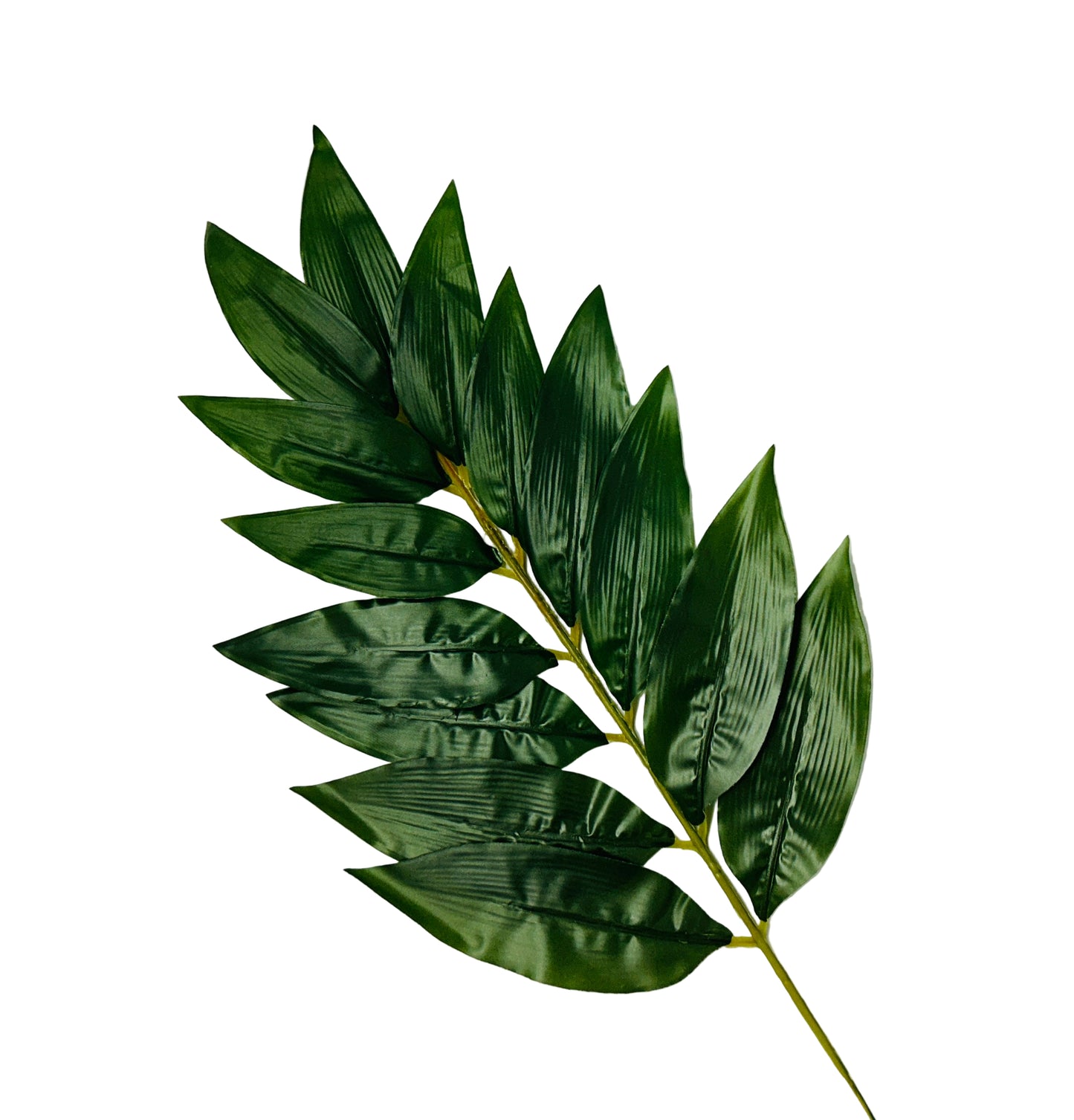 Palm Branch